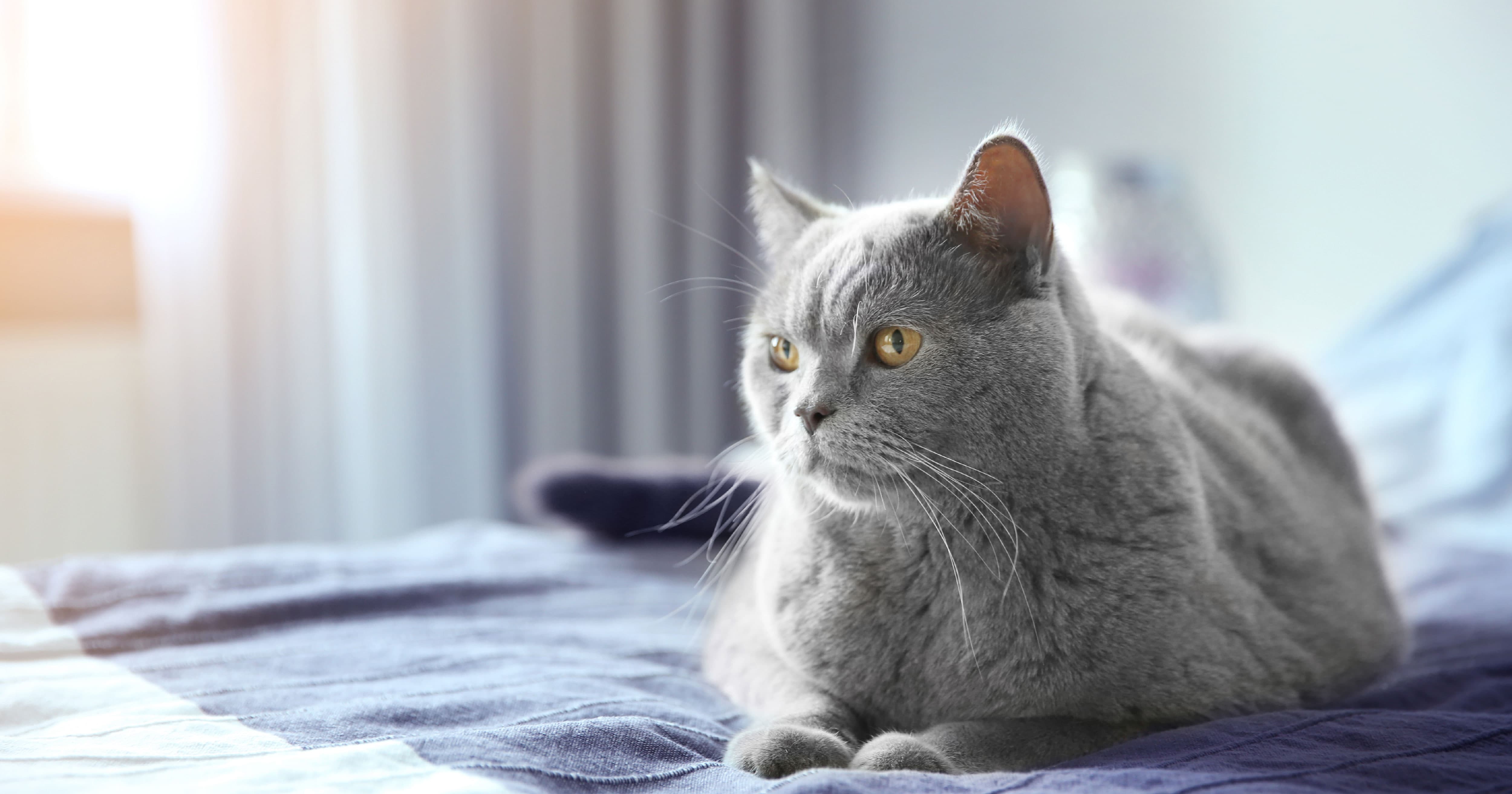A gray cat lying on a bed.