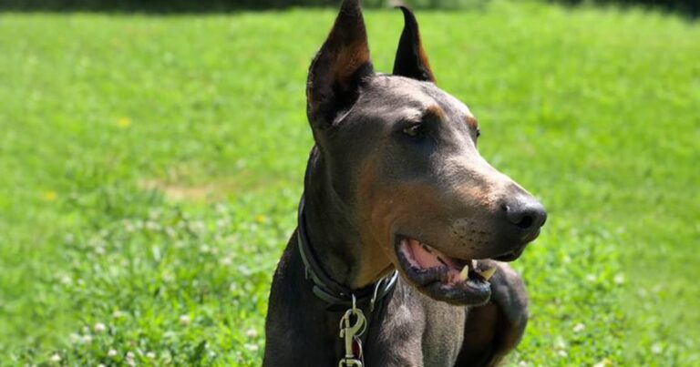Photo of sitting Jericho outside on a lawn.