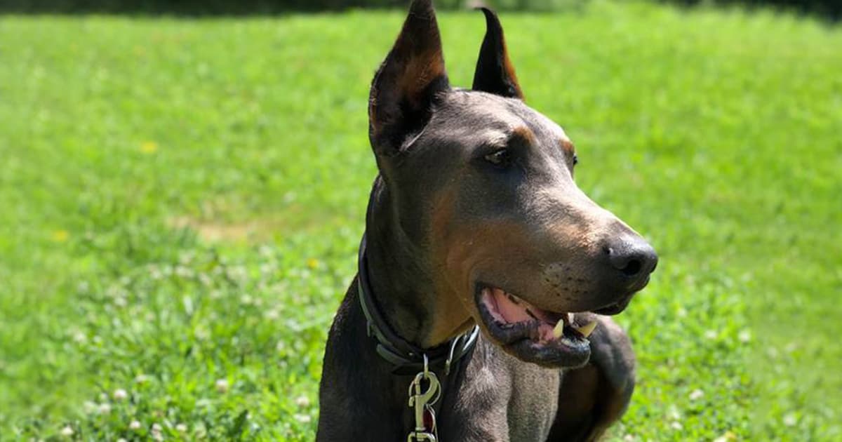 Photo of sitting Jericho outside on a lawn.
