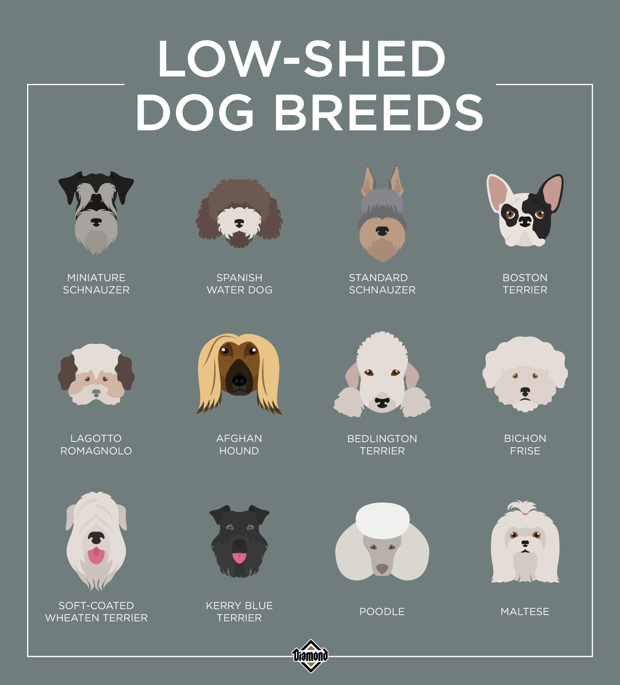 An interior graphic depicting 12 different low-shed dog breeds.