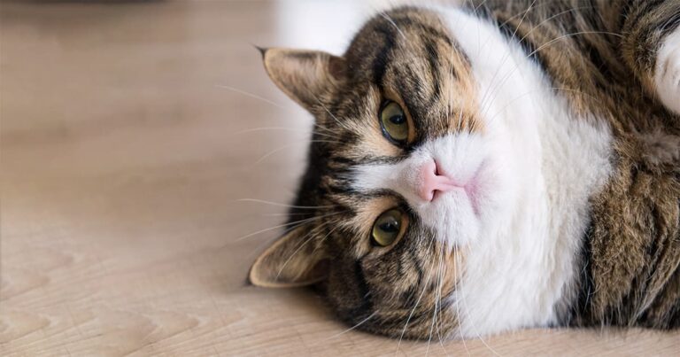 Overweight cat lying on wood floor.