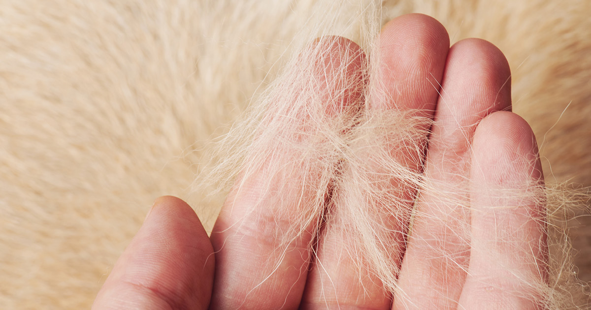 Owner Holding a Handful of Yellow Fur Graphic | Diamond Pet Foods