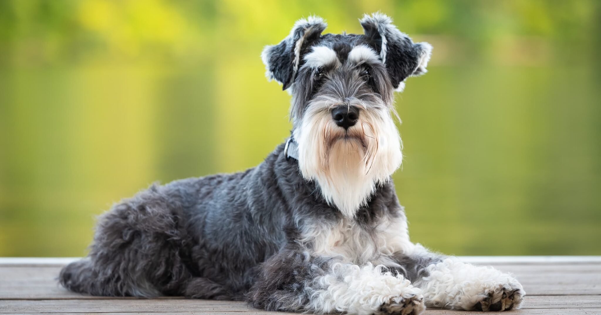 diamond-pet-foods-quality-dog-cat-food