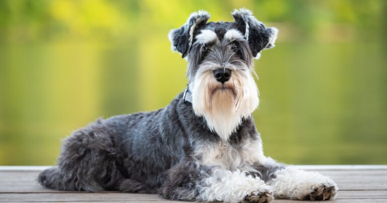 An adult schnauzer sitting on a wooden deck.