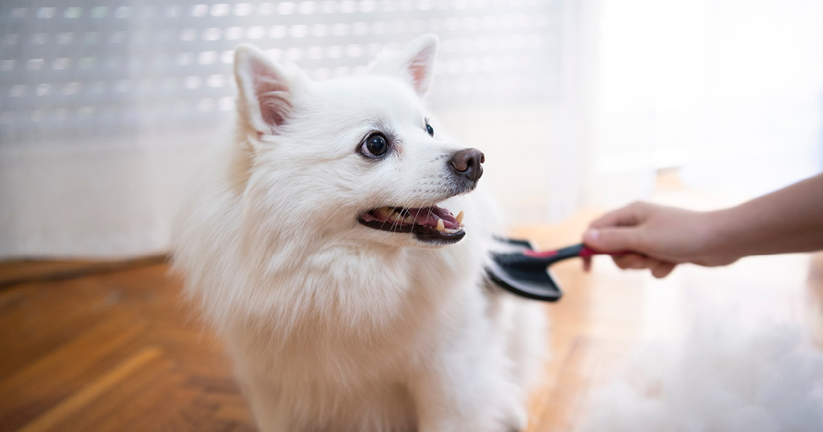 Small White Dog Being Brushed by Owner Graphic | Diamond Pet Foods