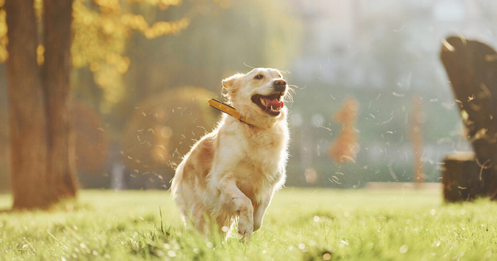 Diamond Pet Foods Guide to Dog Shedding, Hair and Grooming