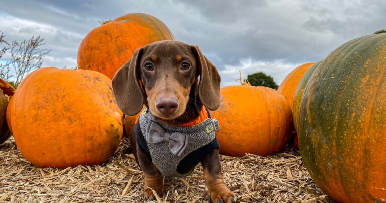 A brown and tan dachshund wearing a gray harness sitting in front of several pumpkins.