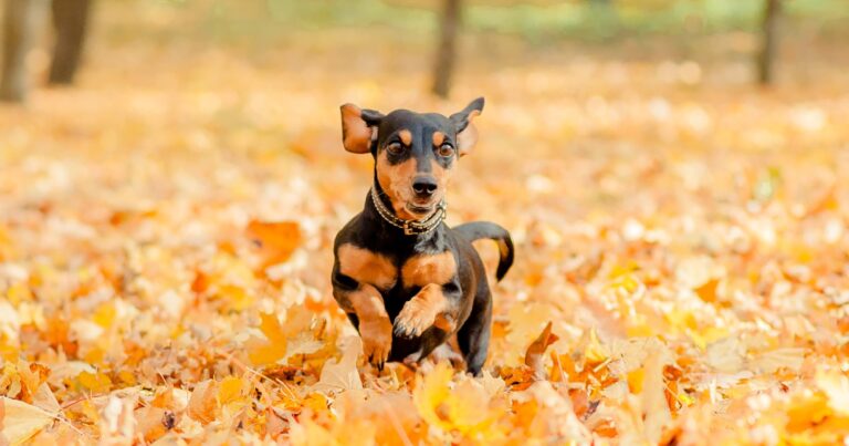 A black and tan dachshund running through a pile of leaves on the ground.