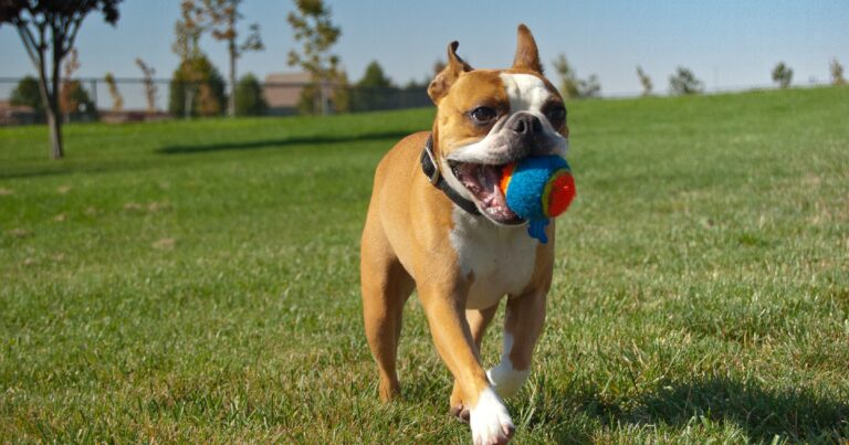 A tan and white dog carrying a ball in its mouth in the park.