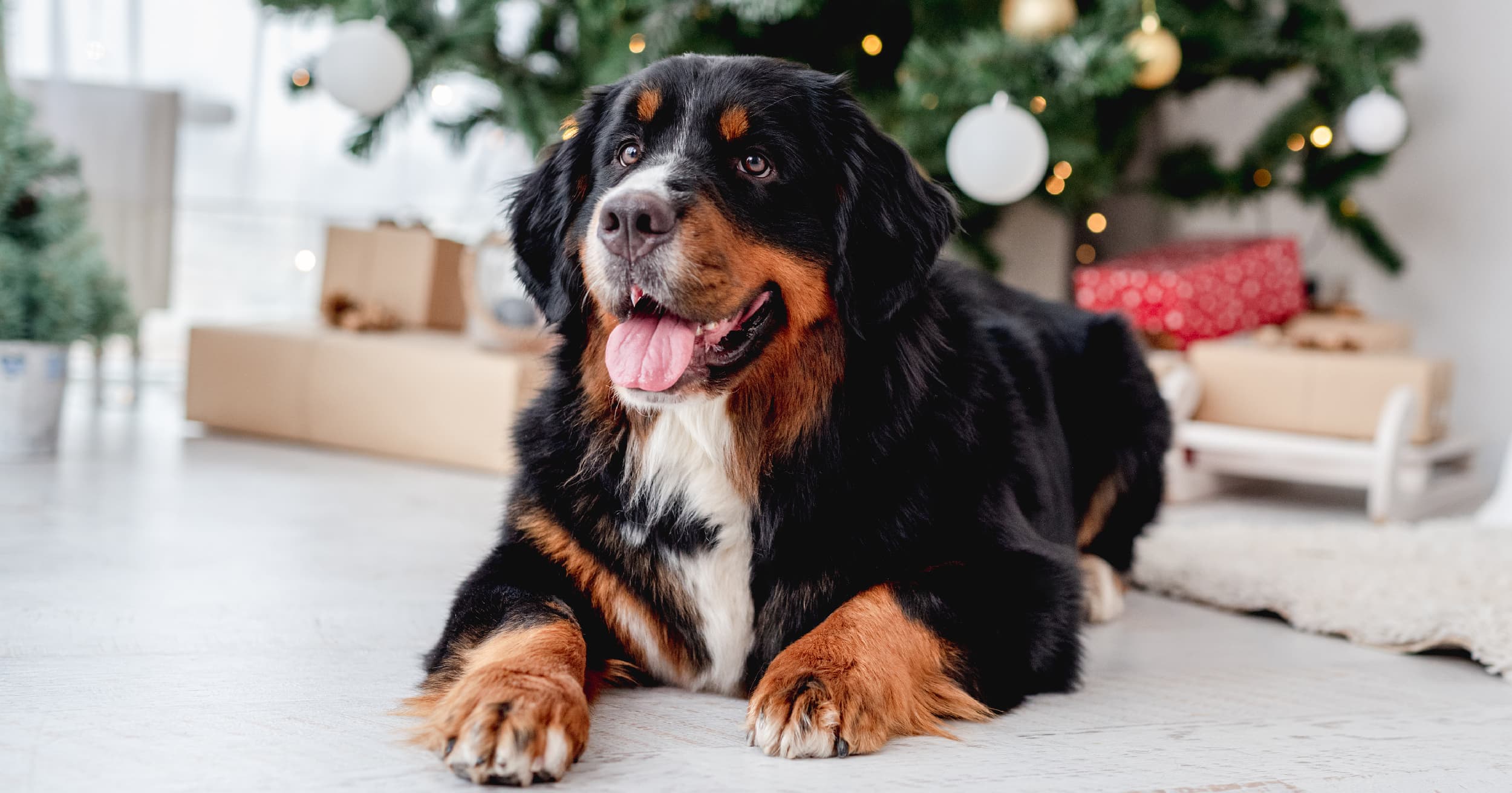 A Dog Laying in Front of a Christmas Tree | Diamond Pet Foods