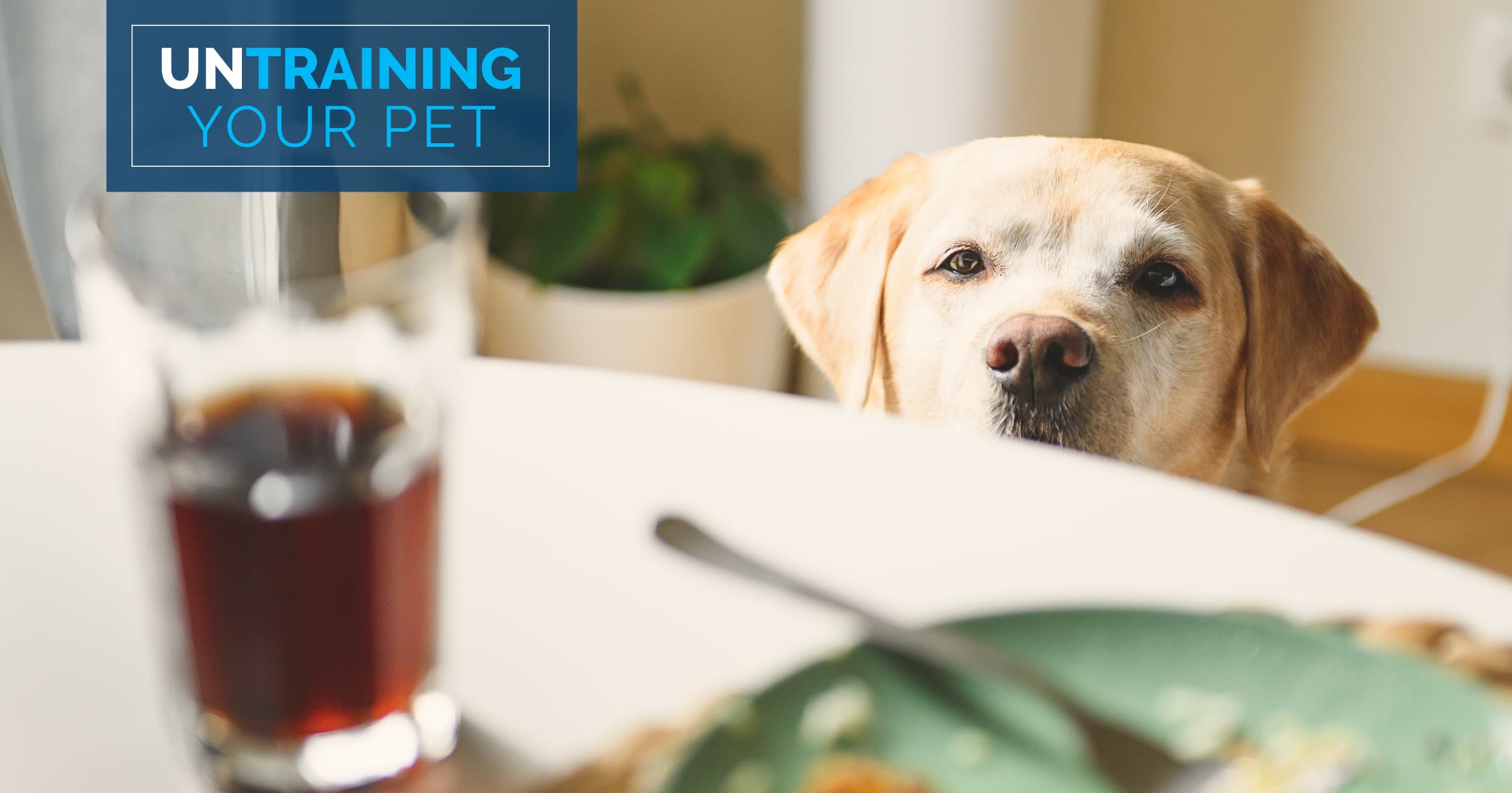A yellow Lab dog staring at a plate of food on a table.