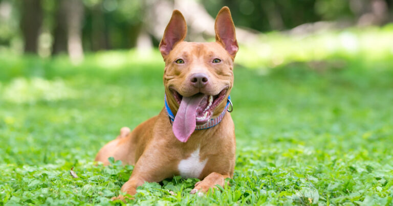 A brown dog lying in the grass panting with its tongue out.