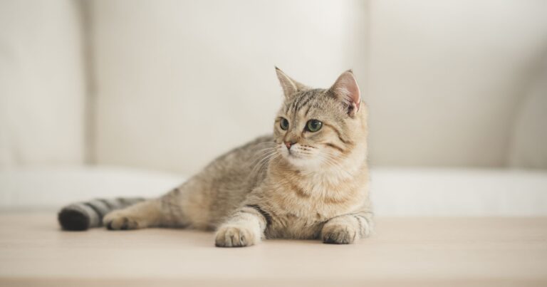 A gray, white and tan cat lying on a table in front of a couch.