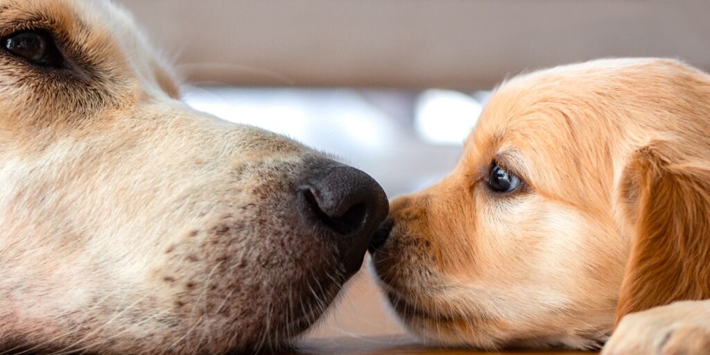 A Dog and a Puppy Kissing Noses | Diamond Pet Foods