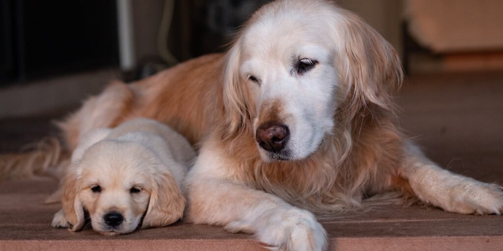 A Dog Lying Next to a Puppy | Diamond Pet Foods