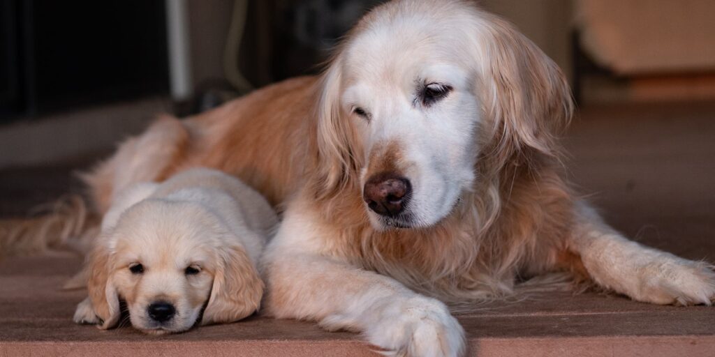 An adult dog lying next to a young puppy on a porch.