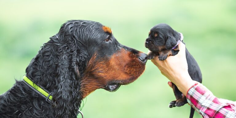 A black and brown adult dog meeting a new puppy.