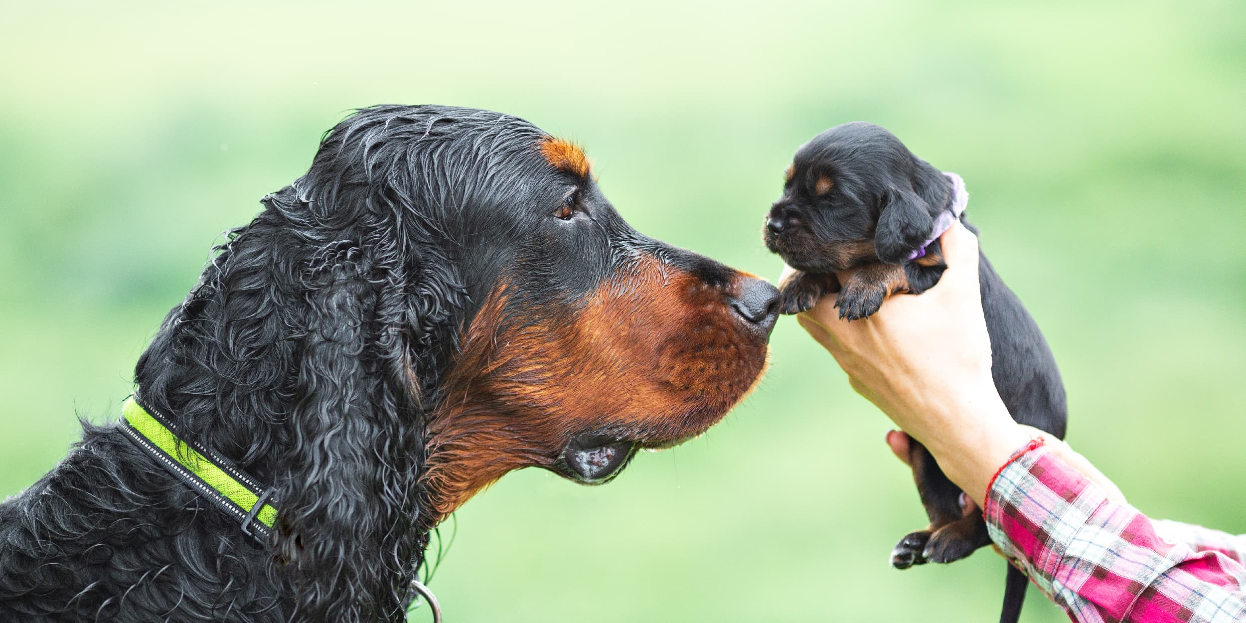 A black and brown adult dog meeting a new puppy.