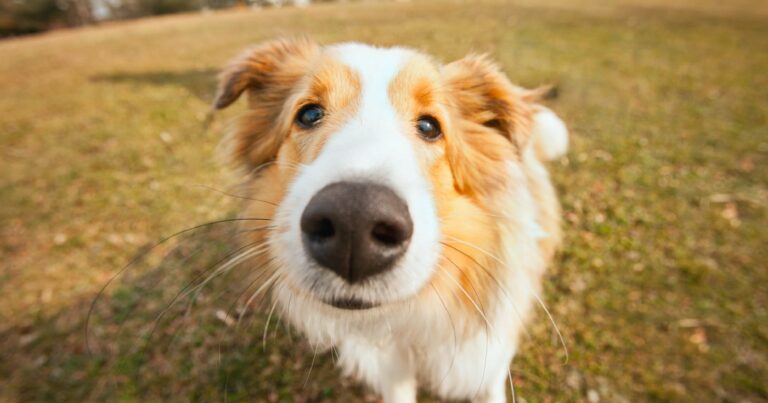 A closeup of the nose of a white and tan dog.