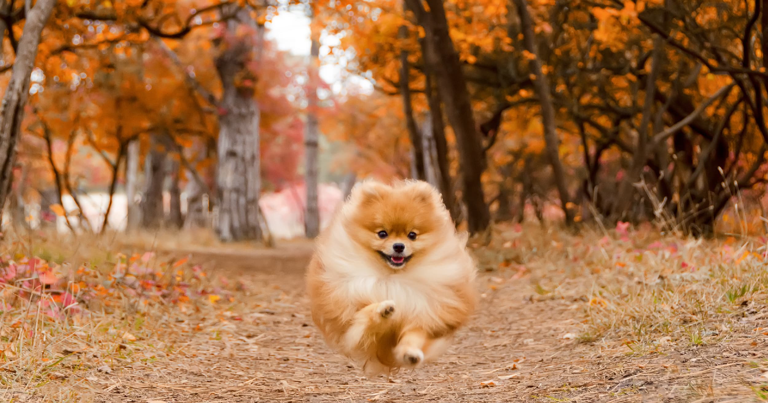 A dog running down a path outdoors. | Diamond Pet Foods