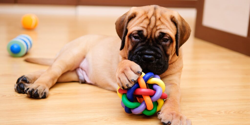 A young puppy playing with a dog toy between its paws.