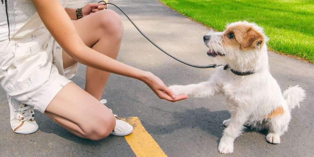 A puppy on a leash shaking hands with its owner.