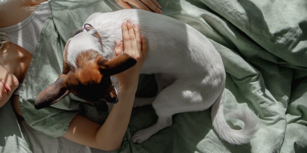 A white and brown puppy lying down with its owner.