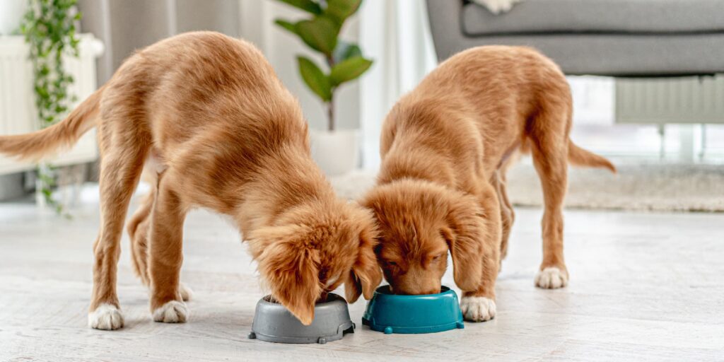 Two brown puppies eating from food bowls on the floor.
