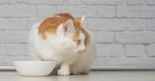 An orange and white cat eating from a bowl on the floor.