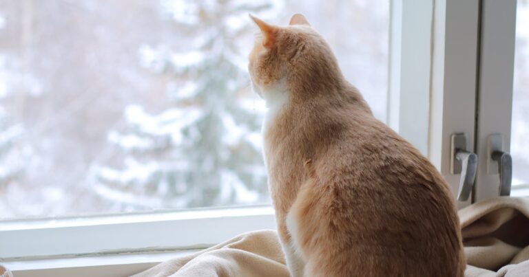 A cat sitting on a window sill looking out the window at snow.