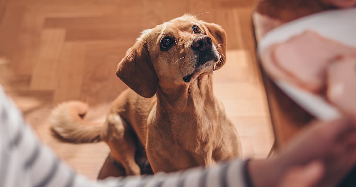 A dog sitting and waiting patiently while its owner holds a plate full of Thanksgiving food.