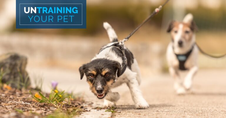 Two dogs walking on a leash, with one dog pulling the leash tight.