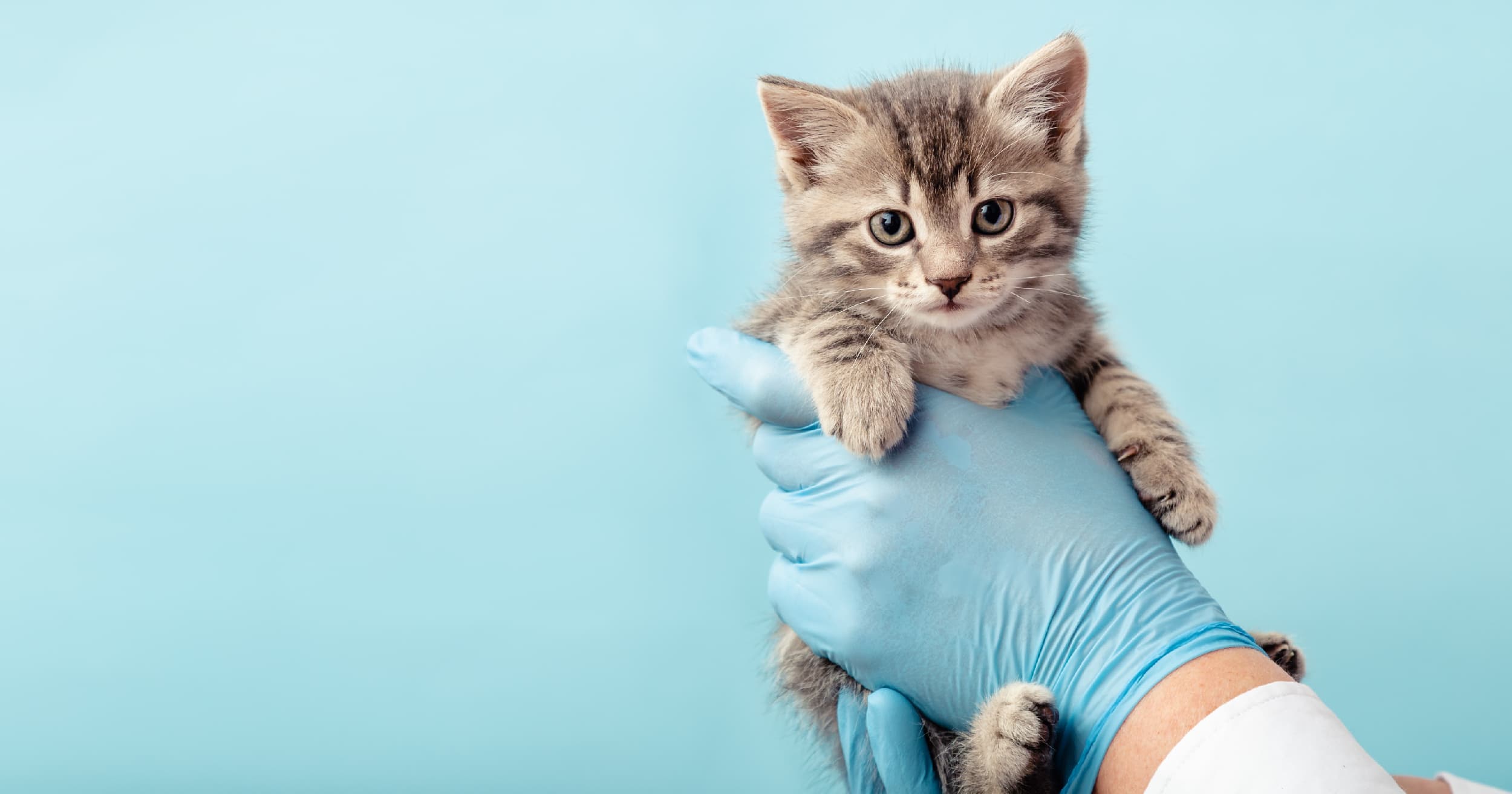 Two hands with blue latex gloves on holding a small kitten.