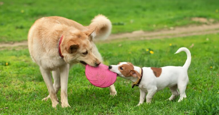 Two dogs playing with a pink Frisbee in the grass.