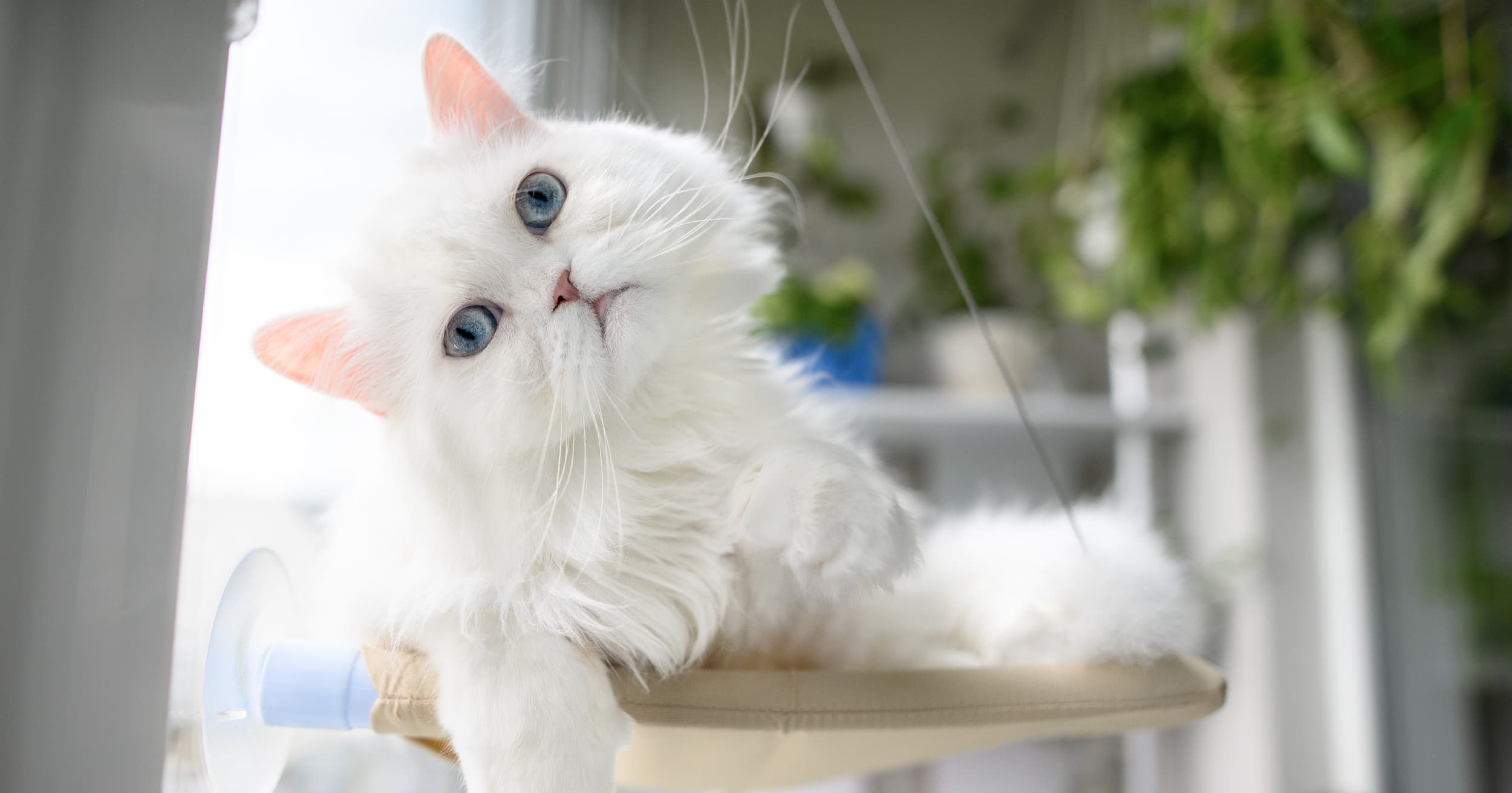 A white long-haired cat lying next to a window.