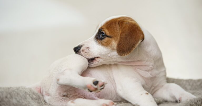 A young puppy lying on the ground biting the skin on their back leg.