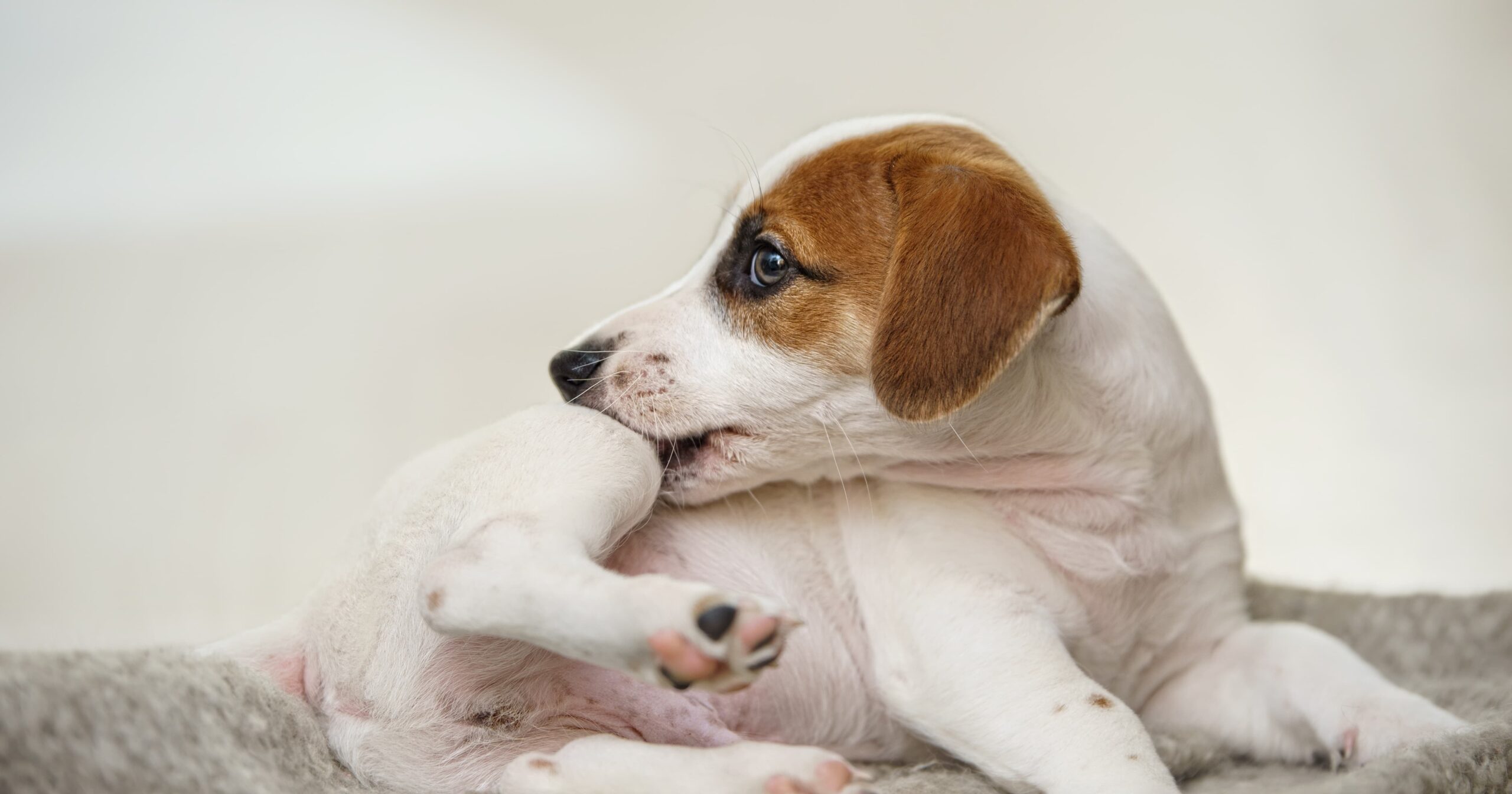 A young puppy lying on the ground biting the skin on their back leg.