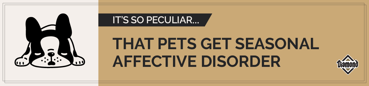 An interior graphic with a cartoon dog that reads, 'It's so peculiar...that pets get seasonal affective disorder.'