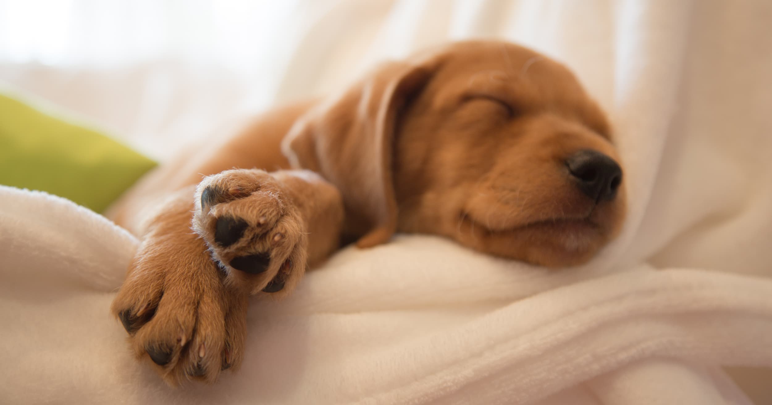 A brown puppy sleeping on a white blanket.