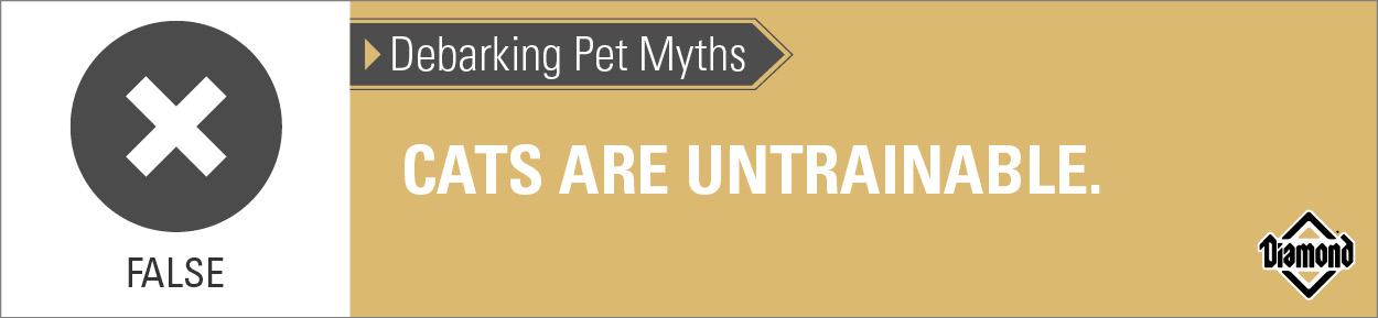An interior graphic with text that reads, 'Debarking Pet Myths: Cats are untrainable — False'.
