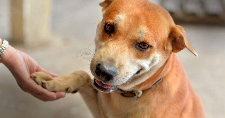 A dog using its paw to shake with its owner.
