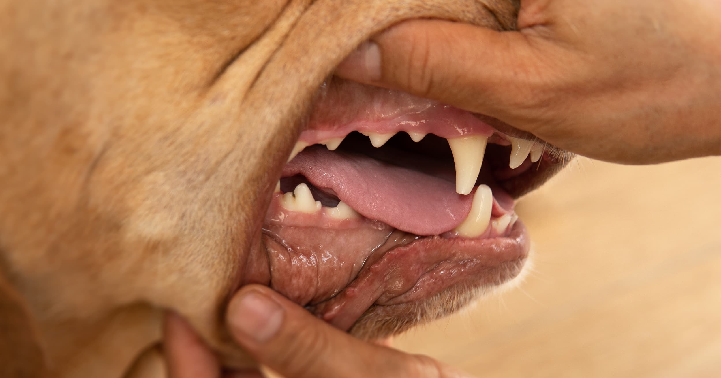 A closeup of a dog’s gums and teeth.
