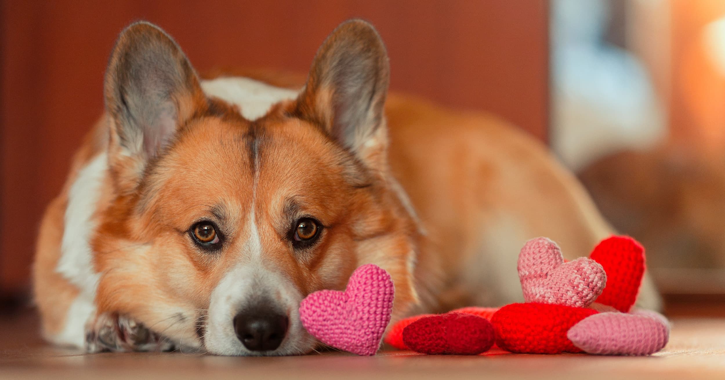 A tan and white corgi dog lying on the floor next to small crocheted hearts.