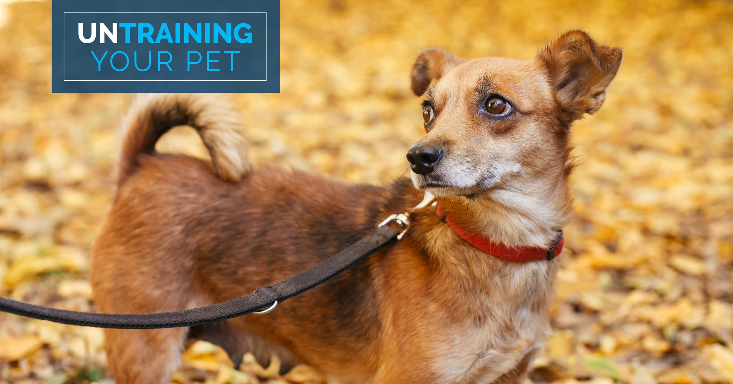 A brown dog on a leash outside.