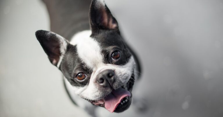A black and white dog looking up with their tongue out.
