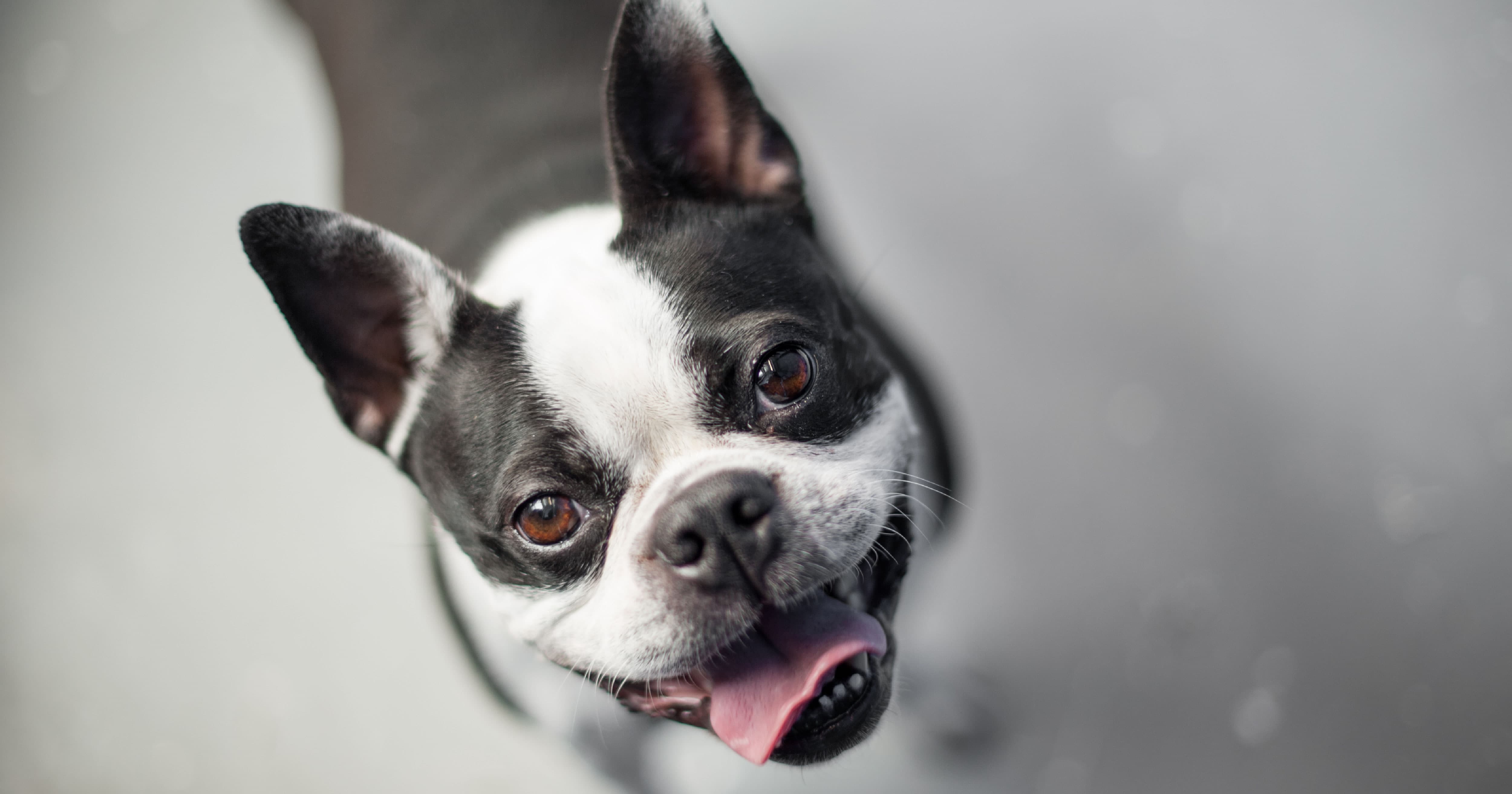 A black and white dog looking up with their tongue out.