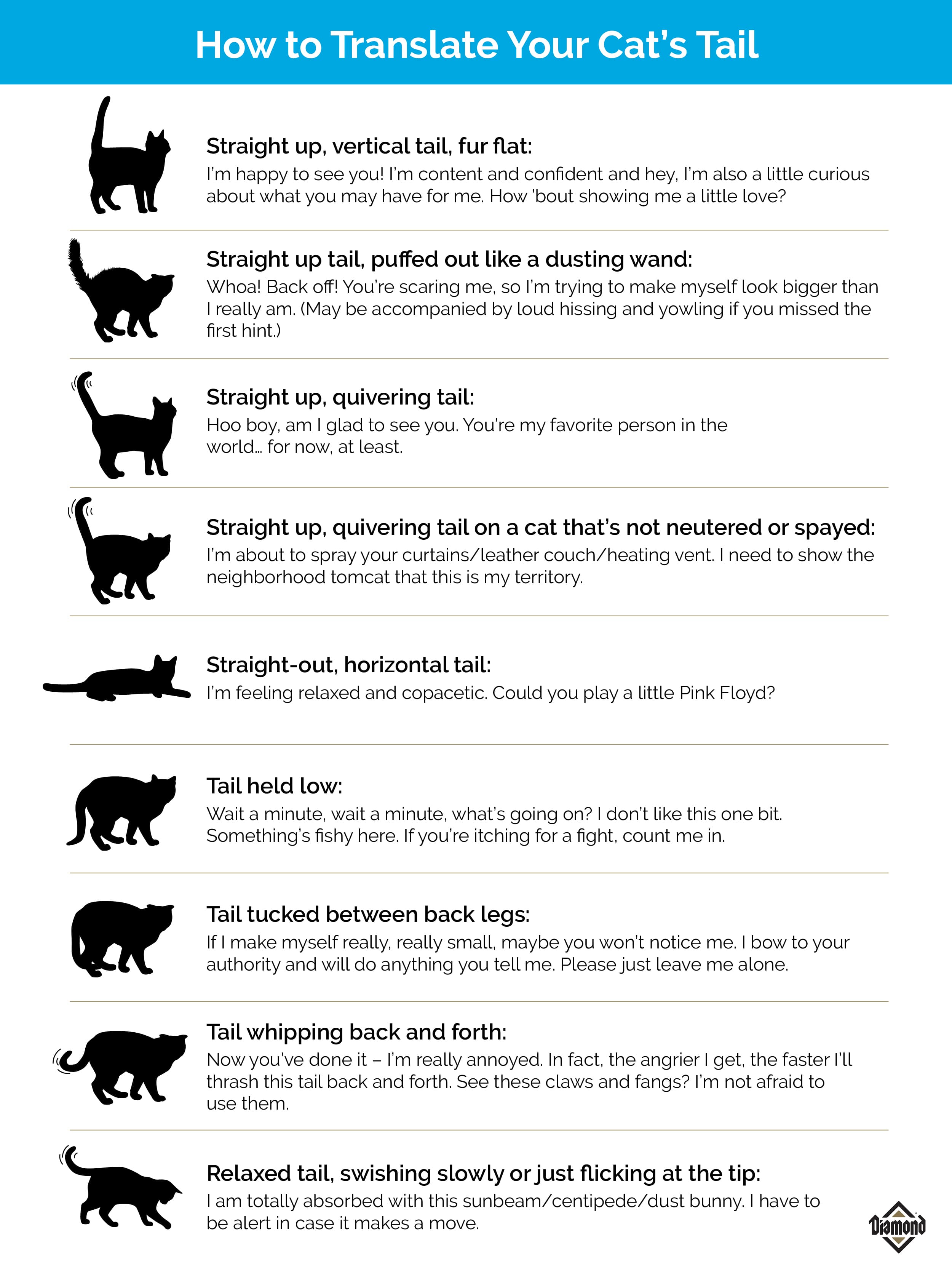 An infographic detailing how to translate your cat’s tail position.