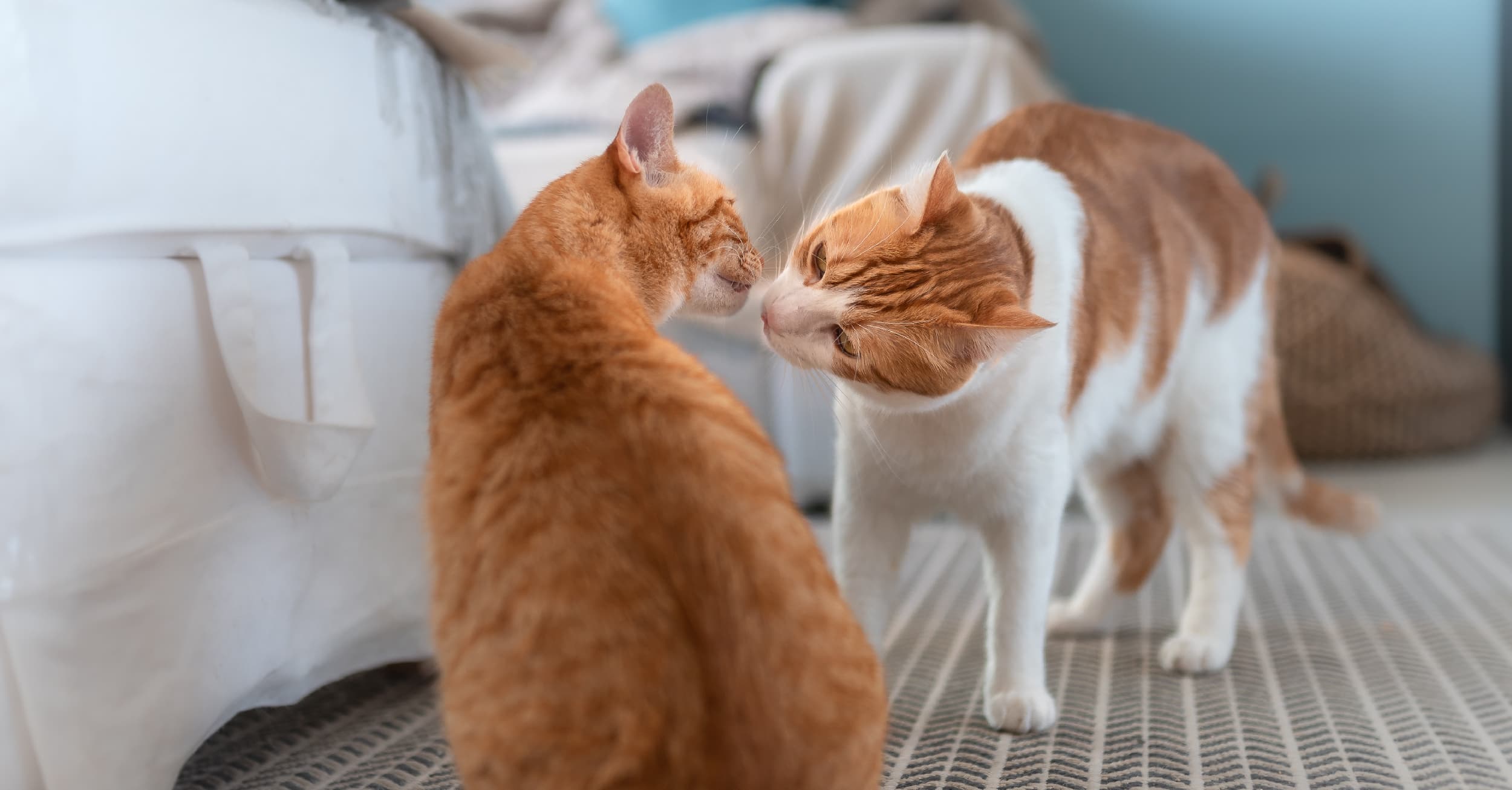 Two cats inspecting one another by sniffing each other's faces.