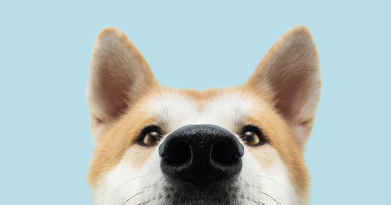 A close-up of a dog’s face.