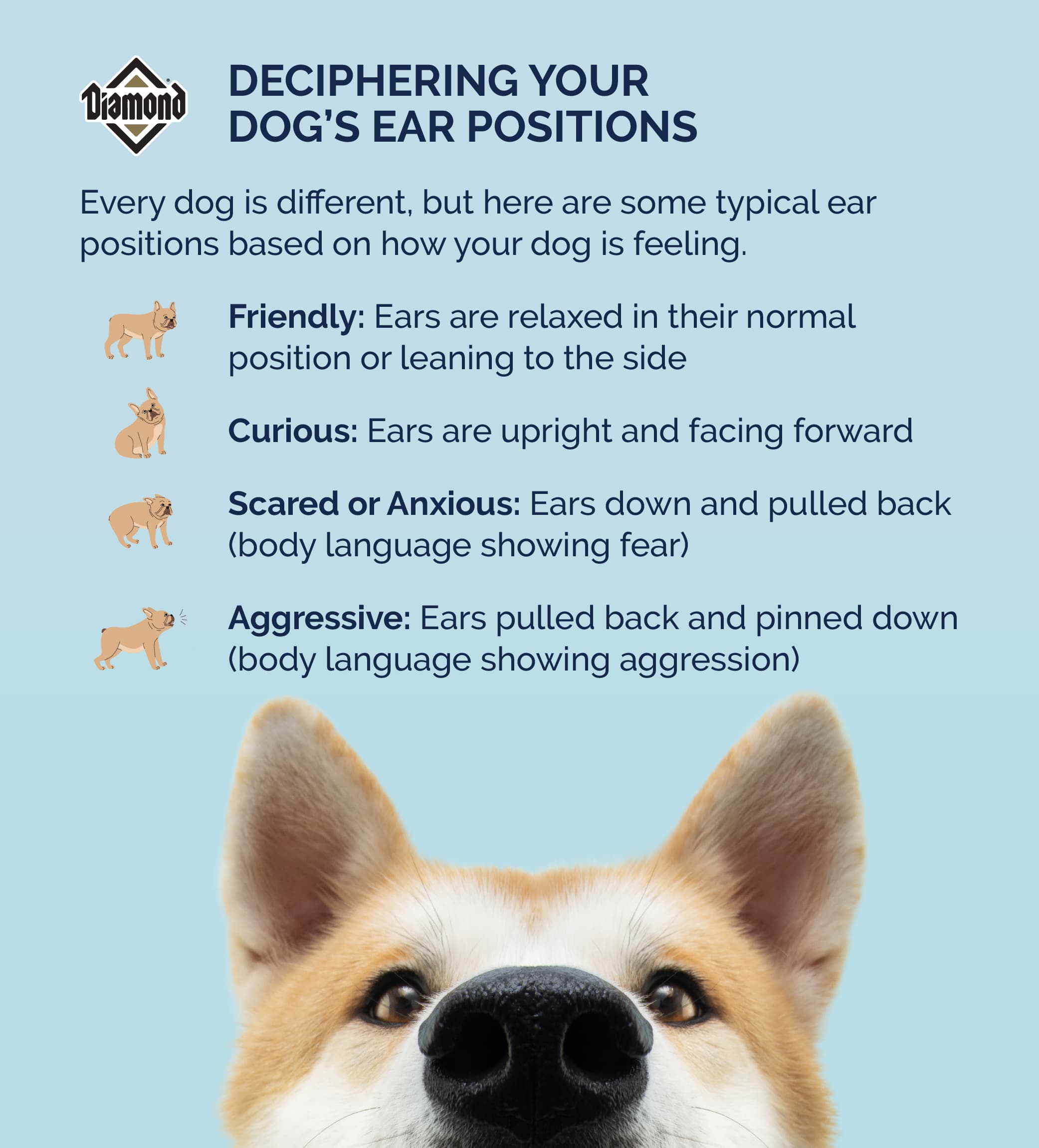 An infographic detailing how you can decipher your dog’s ear positions.